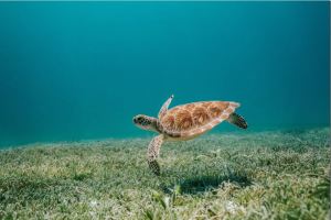 Turtle